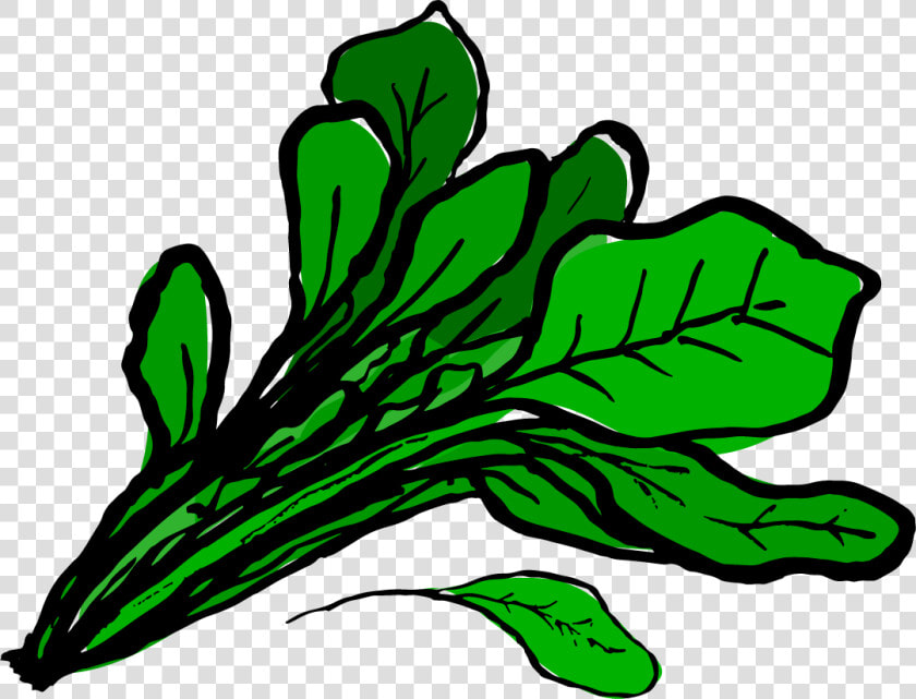 Huge Collection Of Celery Clipart   Clipart Spinach Transparent Background  HD Png DownloadTransparent PNG