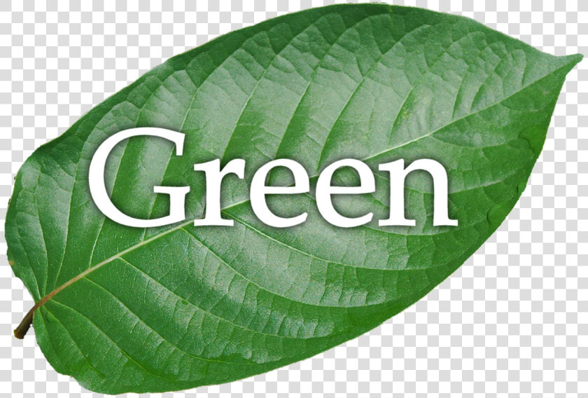 Green Hulu Kapuas   Swamp Birch  HD Png DownloadTransparent PNG