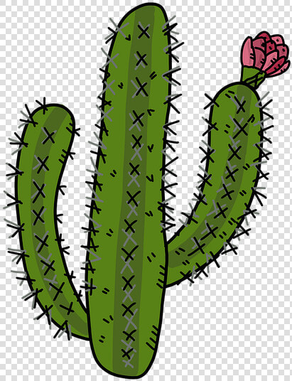 Cactus  Desert Plants  Cactus Rose  Prickly  Mexico   Cactus Illustration Png  Transparent PngTransparent PNG