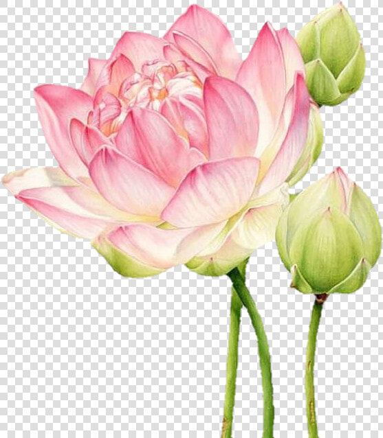  lotus  botanicalillustration  pink  flowers  art  цветы   Botanical Illustration Lotus  HD Png DownloadTransparent PNG
