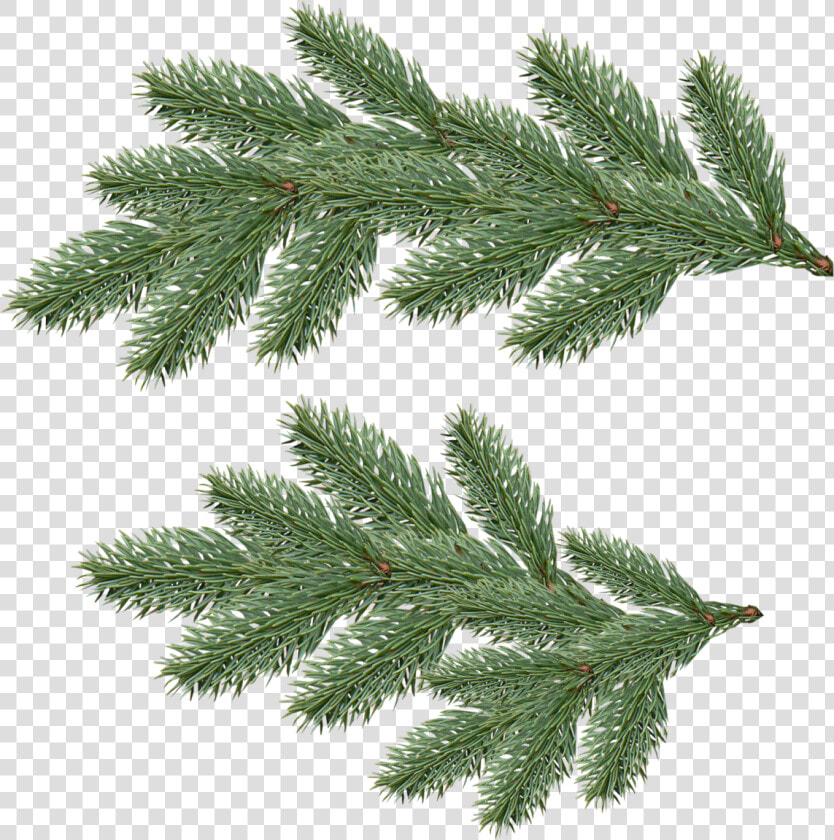 Fir Tree Png Transparent   Pine Tree Branch Png  Png DownloadTransparent PNG