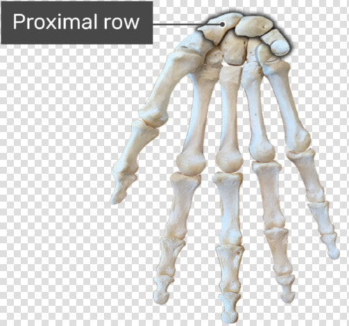 Proximal Row Bone   Hand Bone Diagram No Labels  HD Png DownloadTransparent PNG