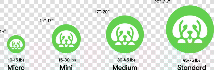 Goldendoodle Puppy Sizes   Graphic Design  HD Png DownloadTransparent PNG