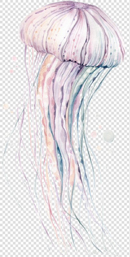 Hand painted Rare Pink Jellyfish Png Transparent   Illustration  Png DownloadTransparent PNG