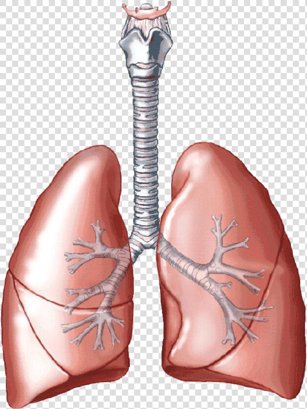 Lungs Clipart Pulmones   Biology Lungs  HD Png DownloadTransparent PNG