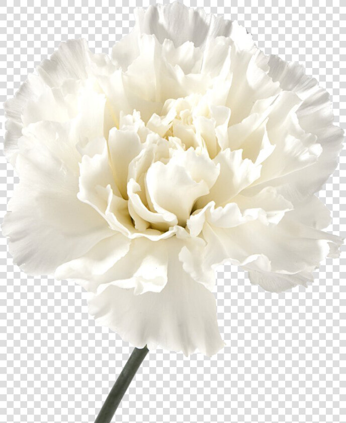 Carnation Flowers Png Image File   White Carnation Flower  Transparent PngTransparent PNG