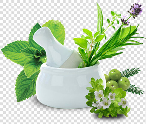 Polycystic Kidney Treatment In India  HD Png DownloadTransparent PNG