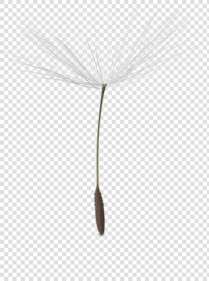 Dandelion Png Picture   Dandelion Seed Transparent Background  Png DownloadTransparent PNG