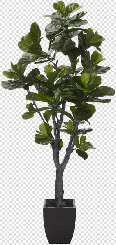 Fiddle Leaf Fig Tree Png   Png Download   Fiddle Leaf Fig Fake  Transparent PngTransparent PNG