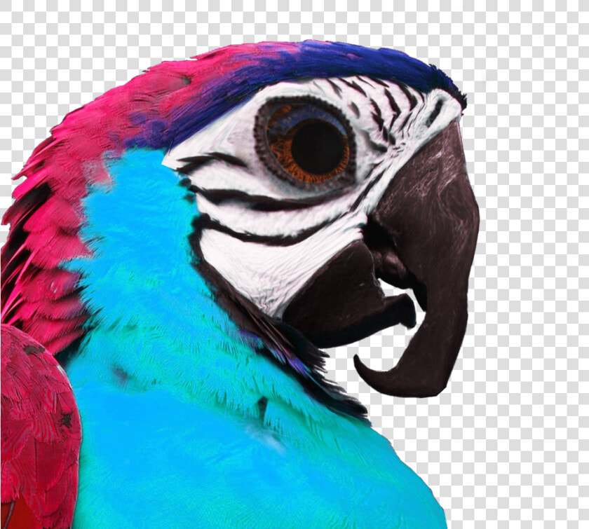 Umphsothegreater Birb Profile   Macaw  HD Png DownloadTransparent PNG