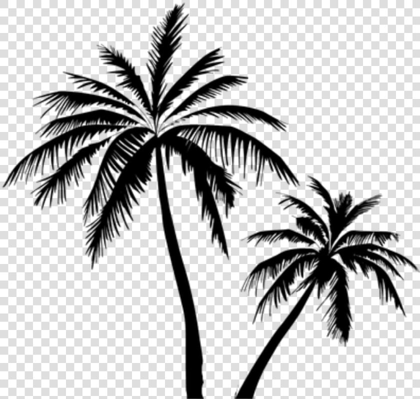 Coconut Tree Vector Free Clipart   Png Download   Coconut Tree Vector Png  Transparent PngTransparent PNG