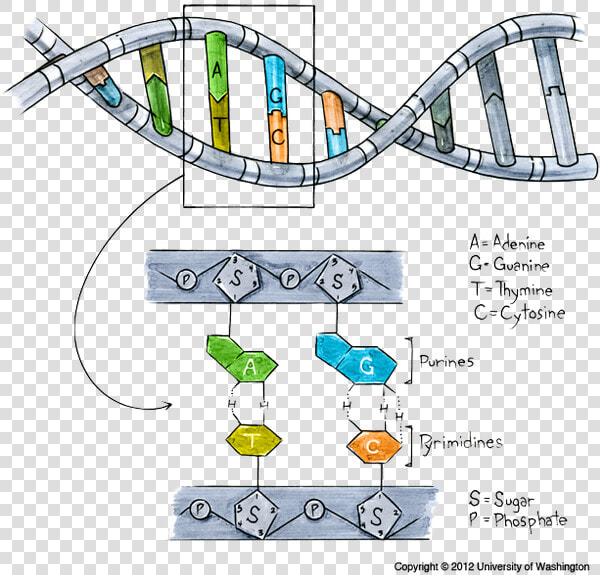 Transparent Dna Clipart Png   Allele In Dna Diagram  Png DownloadTransparent PNG