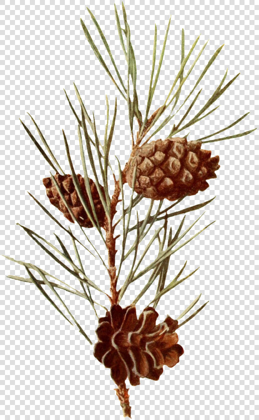 Pine Branches Watercolor Png Vector   Scots Pine Botanical Illustration  Transparent PngTransparent PNG
