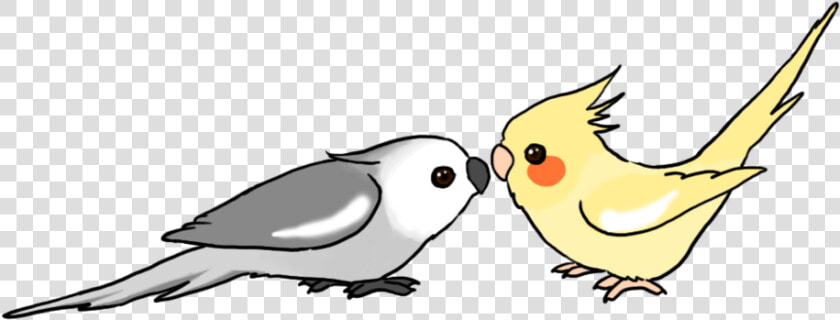 Cockatiel Clipart  HD Png DownloadTransparent PNG