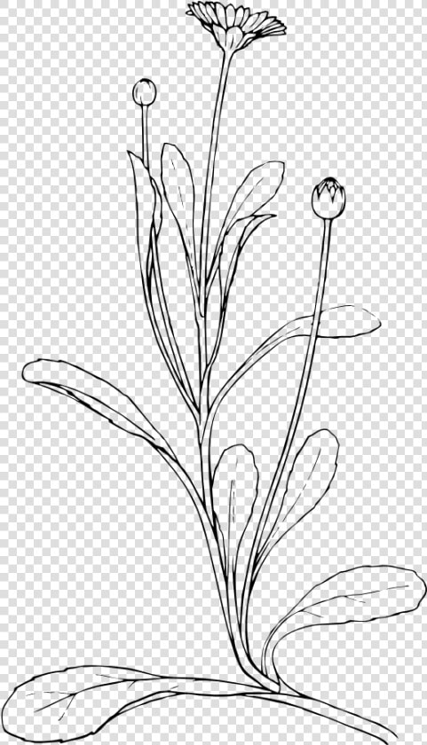 Field Daisy Black White Line Art 555px   Plant Line Drawing Png  Transparent PngTransparent PNG
