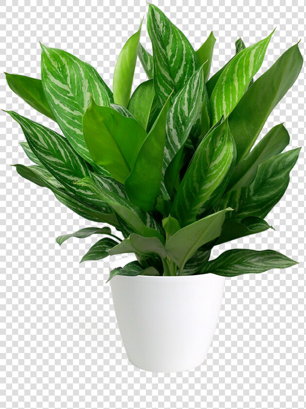 Большие Комнатные Цветы Пнг  HD Png DownloadTransparent PNG