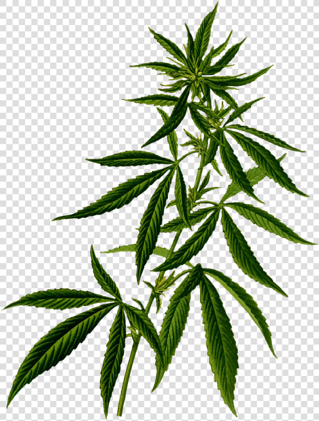 Marijuana Plant Png   Marijuana Plant  Transparent PngTransparent PNG