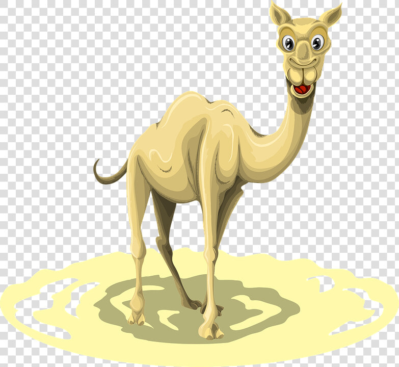 Clip Art Did You Know Interesting   Camel  HD Png DownloadTransparent PNG