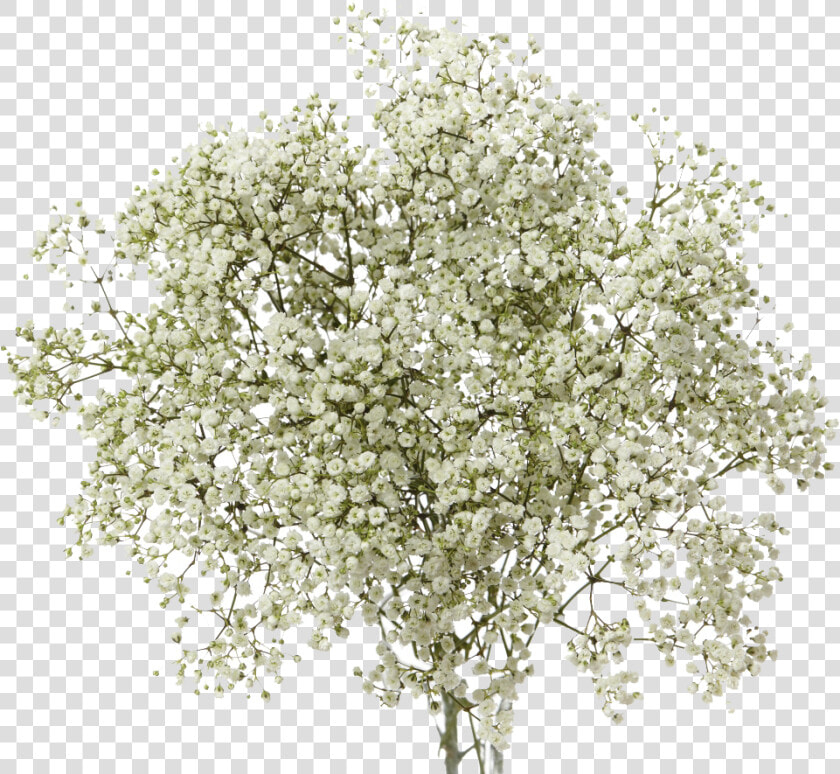 Transparent Baby S Breath Clipart   Baby  39 s Breath Flower Png  Png DownloadTransparent PNG