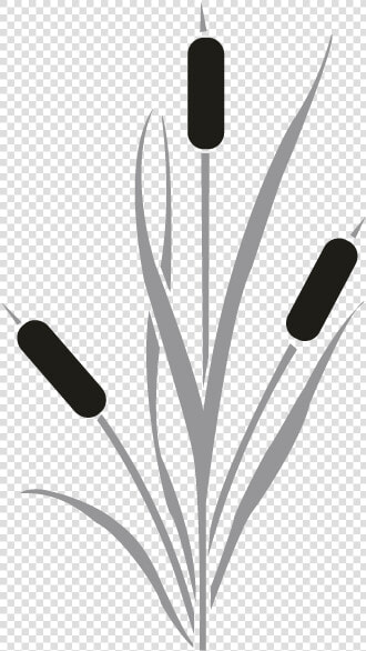 Cattail Drawing Clip Art   Cattail Reeds Silhouette  HD Png DownloadTransparent PNG