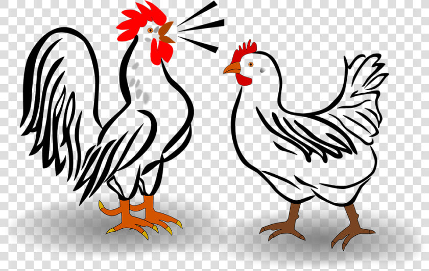 Rooster And Chicken   Rooster And Chicken Clipart  HD Png DownloadTransparent PNG