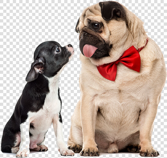 Chihuahua E Carlino  HD Png DownloadTransparent PNG