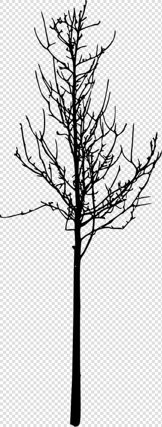 Twig  HD Png DownloadTransparent PNG