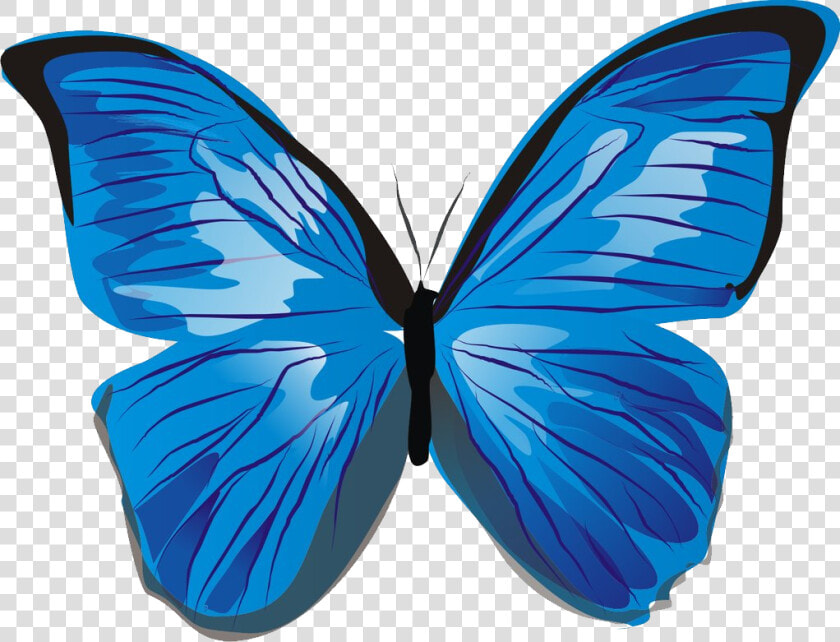 Blue Butterfly Png Image   Blue Butterfly Clipart Png  Transparent PngTransparent PNG