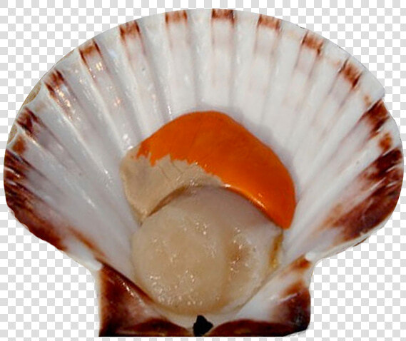 Scallop Png Images   Scallop Png  Transparent PngTransparent PNG