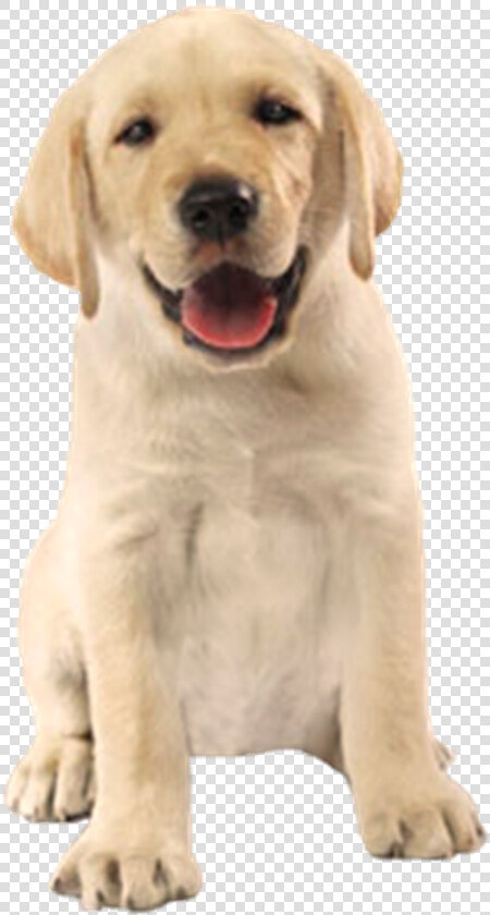 Cão Feliz Em Png   Cachorro Imagem Sem Fundo  Transparent PngTransparent PNG