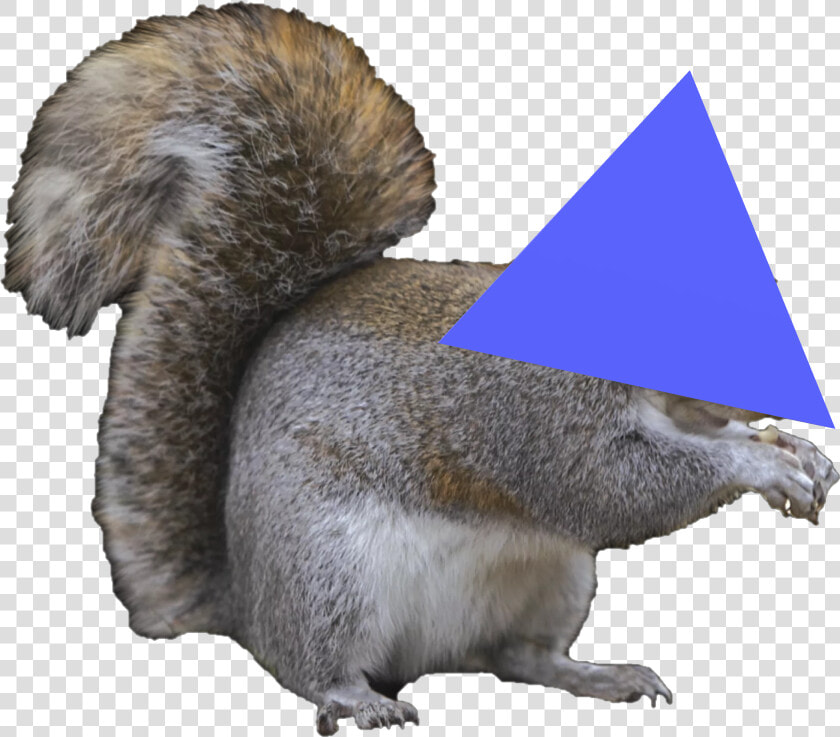0 1528495601270 Untitled   Gray Squirrel Png  Transparent PngTransparent PNG