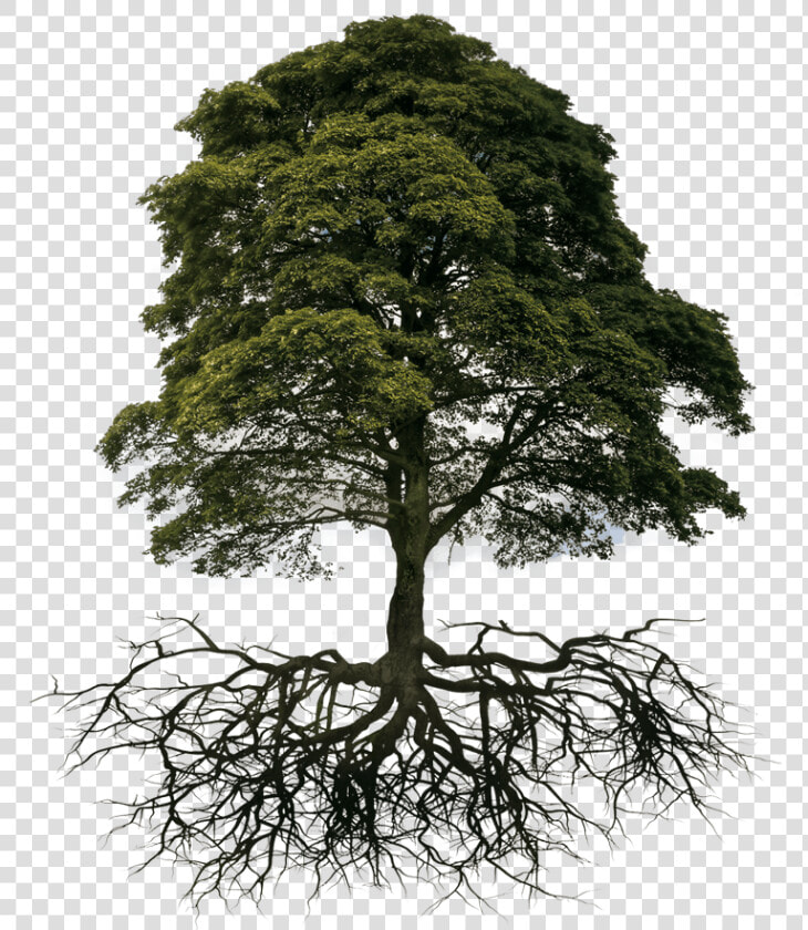 Tree And Root Png   Png Download   Tree With Root Png  Transparent PngTransparent PNG