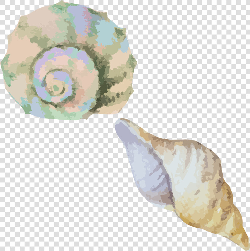 Conch shell sea Snail conch watercolor   Transparent Watercolor Sea Shell  HD Png DownloadTransparent PNG
