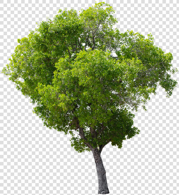 Tree  Green  Isolated  Garden  Forest  Decoration   Apple Tree Without Fruit  HD Png DownloadTransparent PNG