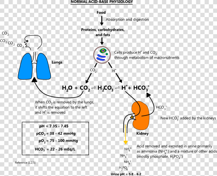High Altitude Acid Base Balance  HD Png DownloadTransparent PNG