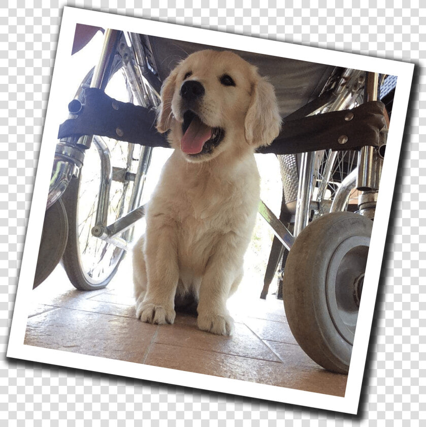 Training Social Service Dogs In The Heart Of Tuscany   Golden Retriever  HD Png DownloadTransparent PNG