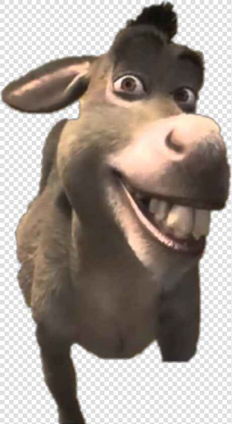  freetoedit  shrek  donkey   Donkey Shrek  HD Png DownloadTransparent PNG