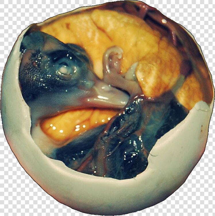 Cultural Food Of Philippines  HD Png DownloadTransparent PNG