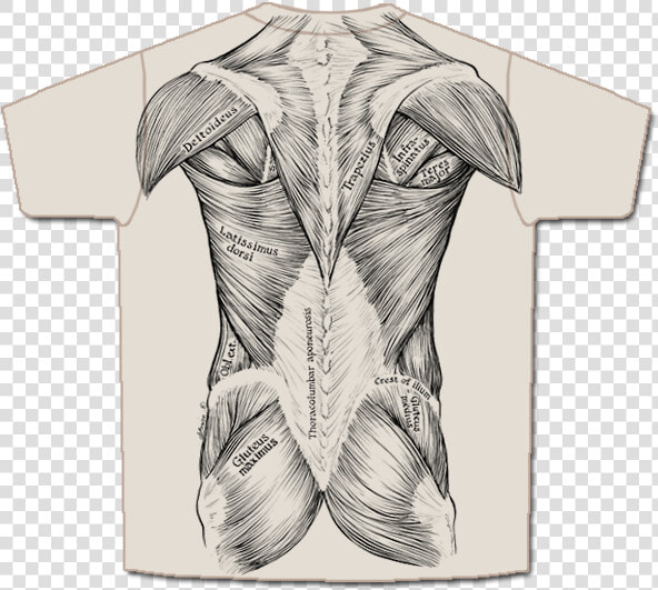 Musc Back Short  HD Png DownloadTransparent PNG