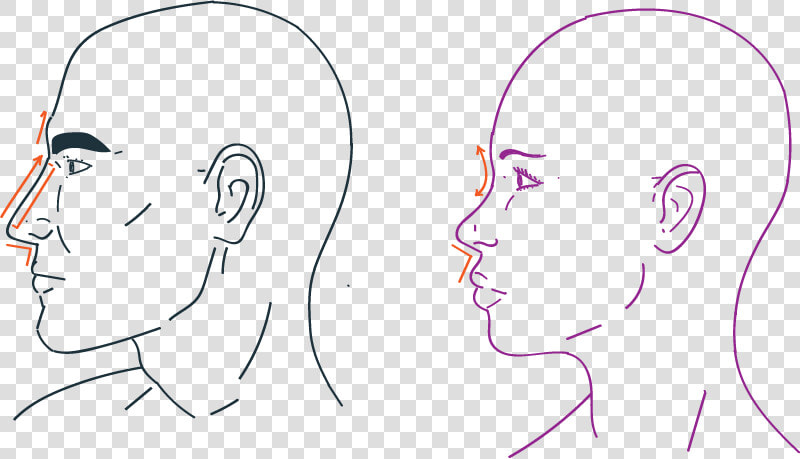 Nose Rhiniplastia In Facial Feminization Surgery   Sketch  HD Png DownloadTransparent PNG