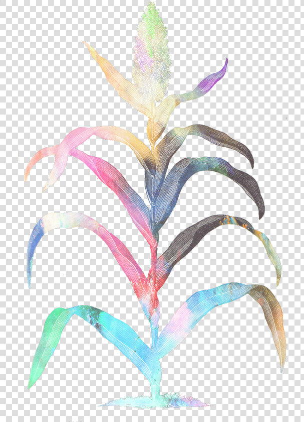 Maiz Sticker   Illustration   Bromelia  HD Png DownloadTransparent PNG