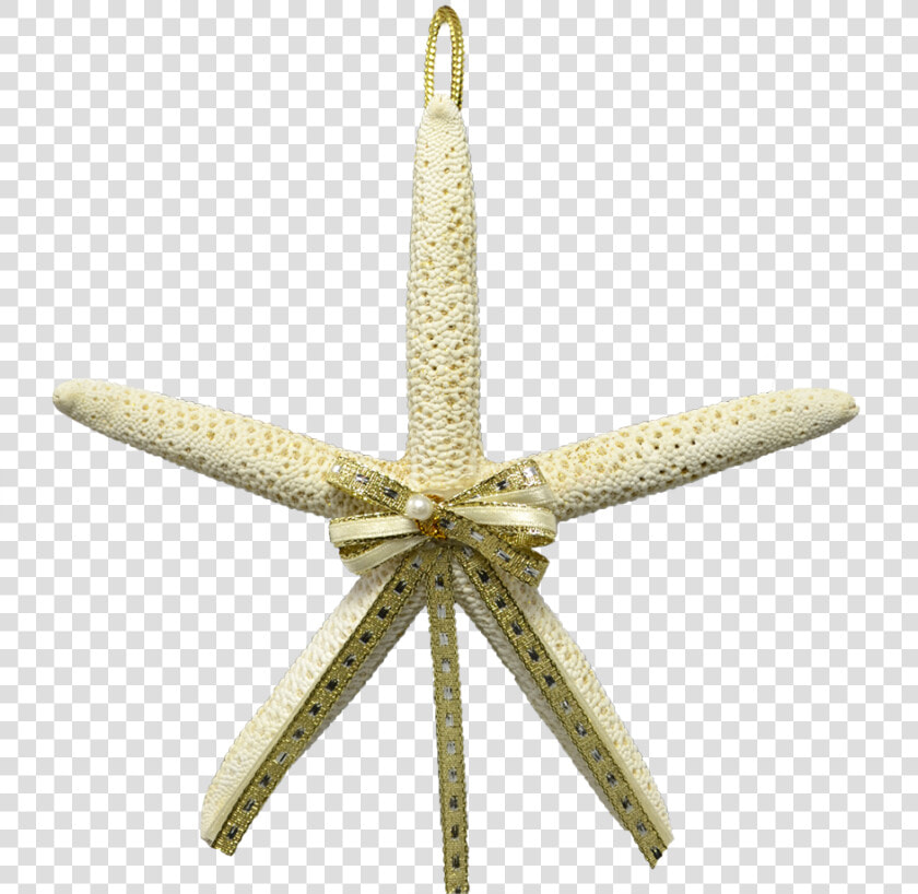 2 White Finger Starfish Christmas Ornaments 4 5   Echinoderm  HD Png DownloadTransparent PNG