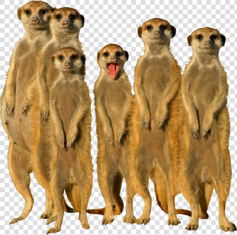 Meerkat Animal   Png Download   Meerkats Png  Transparent PngTransparent PNG