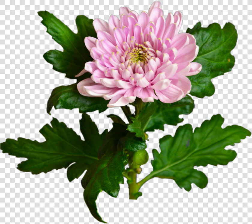 Pink Chrysanthemum Flower Shop Studio Flores   Chrysanthemum Transparent  HD Png DownloadTransparent PNG