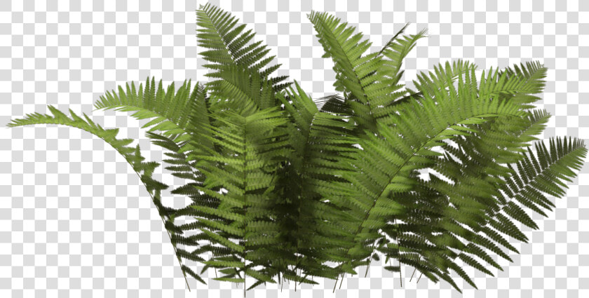 Bush Png Image Png Download   Bush Png  Transparent PngTransparent PNG