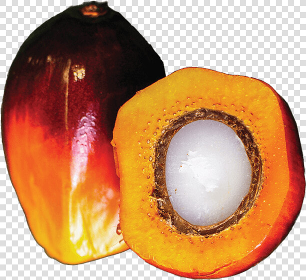 Palm Oil Plant   Calabaza  HD Png DownloadTransparent PNG
