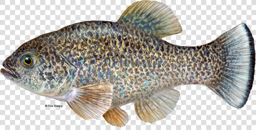 Comanche Springs Pupfish  HD Png DownloadTransparent PNG