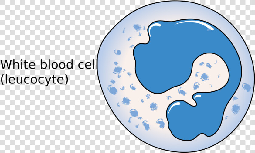 Transparent Blood Cells Png   Simple White Blood Cell Diagram  Png DownloadTransparent PNG