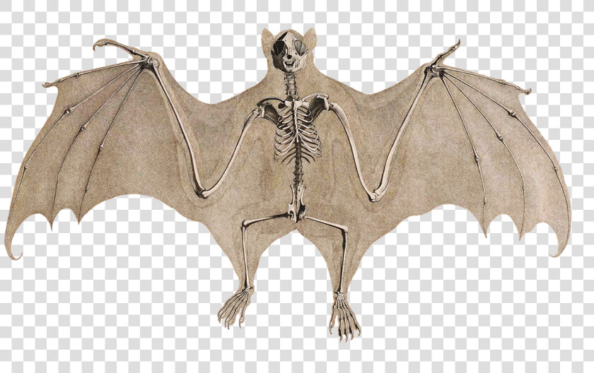 Bat Skeleton   Transparent Background Upside Down Bat Clipart  HD Png DownloadTransparent PNG