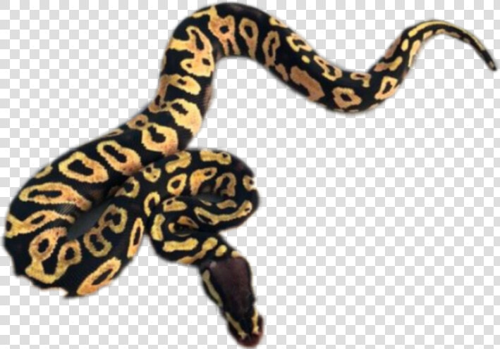  ball  python  ballpython  piton  bola  animal  cute   Burmese Python  HD Png DownloadTransparent PNG